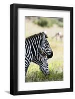 Common Zebra, Samburu, Kenya-Sergio Pitamitz-Framed Photographic Print