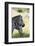 Common Zebra, Samburu, Kenya-Sergio Pitamitz-Framed Photographic Print