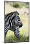 Common Zebra, Samburu, Kenya-Sergio Pitamitz-Mounted Photographic Print