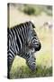 Common Zebra, Samburu, Kenya-Sergio Pitamitz-Stretched Canvas