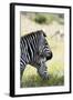 Common Zebra, Samburu, Kenya-Sergio Pitamitz-Framed Photographic Print