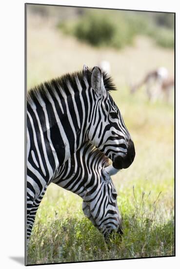 Common Zebra, Samburu, Kenya-Sergio Pitamitz-Mounted Photographic Print