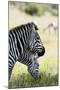 Common Zebra, Samburu, Kenya-Sergio Pitamitz-Mounted Photographic Print