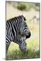 Common Zebra, Samburu, Kenya-Sergio Pitamitz-Mounted Photographic Print