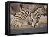 Common Zebra Wading at Waterhole Etosha Np, Namibia, 2006-Tony Heald-Framed Stretched Canvas