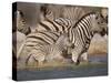 Common Zebra Wading at Waterhole Etosha Np, Namibia, 2006-Tony Heald-Stretched Canvas