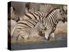 Common Zebra Wading at Waterhole Etosha Np, Namibia, 2006-Tony Heald-Stretched Canvas