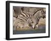 Common Zebra Wading at Waterhole Etosha Np, Namibia, 2006-Tony Heald-Framed Photographic Print