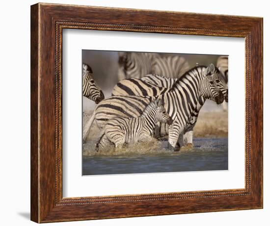 Common Zebra Wading at Waterhole Etosha Np, Namibia, 2006-Tony Heald-Framed Photographic Print