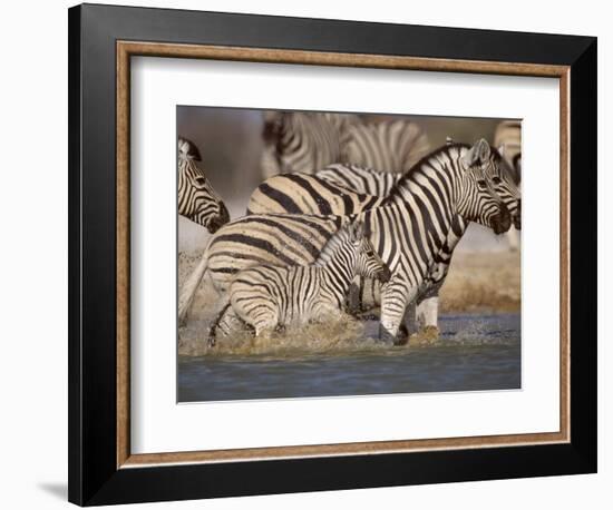 Common Zebra Wading at Waterhole Etosha Np, Namibia, 2006-Tony Heald-Framed Photographic Print