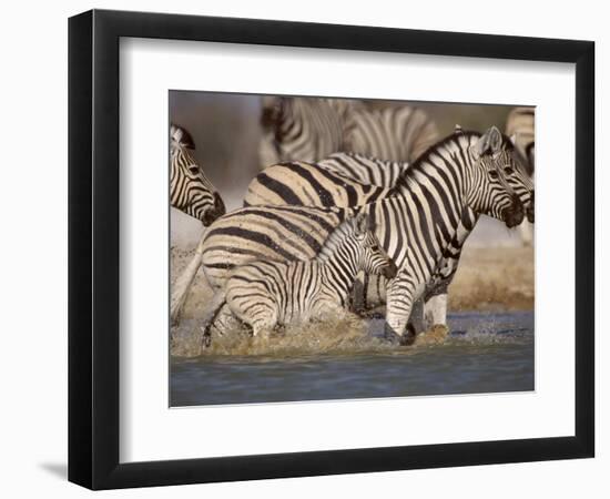 Common Zebra Wading at Waterhole Etosha Np, Namibia, 2006-Tony Heald-Framed Photographic Print