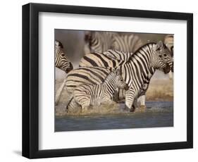 Common Zebra Wading at Waterhole Etosha Np, Namibia, 2006-Tony Heald-Framed Photographic Print