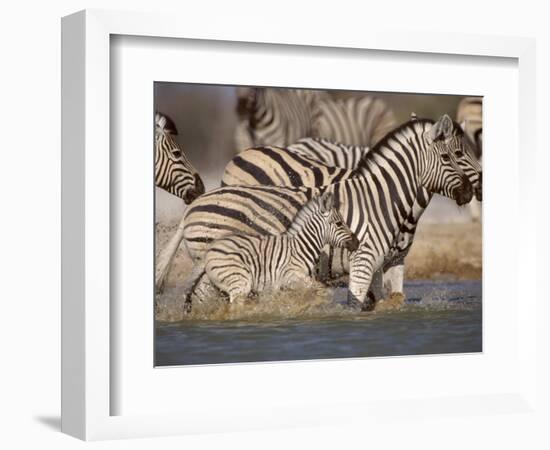 Common Zebra Wading at Waterhole Etosha Np, Namibia, 2006-Tony Heald-Framed Photographic Print