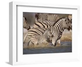 Common Zebra Wading at Waterhole Etosha Np, Namibia, 2006-Tony Heald-Framed Photographic Print