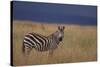 Common Zebra-DLILLC-Stretched Canvas