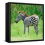 Common Zebra-panuruangjan-Framed Stretched Canvas