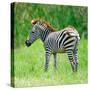 Common Zebra-panuruangjan-Stretched Canvas