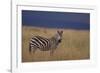 Common Zebra-DLILLC-Framed Photographic Print