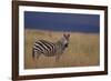 Common Zebra-DLILLC-Framed Photographic Print