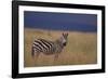 Common Zebra-DLILLC-Framed Photographic Print