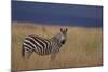 Common Zebra-DLILLC-Mounted Photographic Print