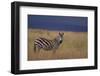 Common Zebra-DLILLC-Framed Photographic Print