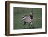 Common Zebra-DLILLC-Framed Photographic Print