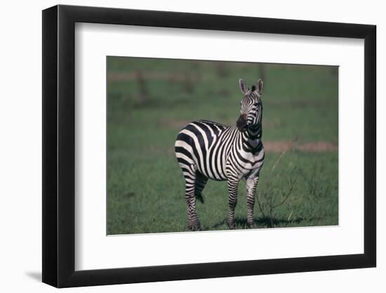 Common Zebra-DLILLC-Framed Photographic Print