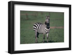 Common Zebra-DLILLC-Framed Photographic Print