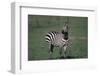 Common Zebra-DLILLC-Framed Photographic Print