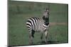 Common Zebra-DLILLC-Mounted Photographic Print