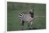 Common Zebra-DLILLC-Framed Photographic Print