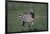 Common Zebra-DLILLC-Framed Photographic Print