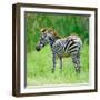 Common Zebra-panuruangjan-Framed Photographic Print