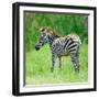 Common Zebra-panuruangjan-Framed Photographic Print