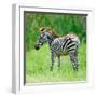 Common Zebra-panuruangjan-Framed Photographic Print