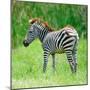 Common Zebra-panuruangjan-Mounted Photographic Print