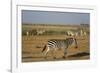Common zebras, Amboseli National Park, Kenya.-Sergio Pitamitz-Framed Photographic Print