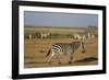 Common zebras, Amboseli National Park, Kenya.-Sergio Pitamitz-Framed Photographic Print