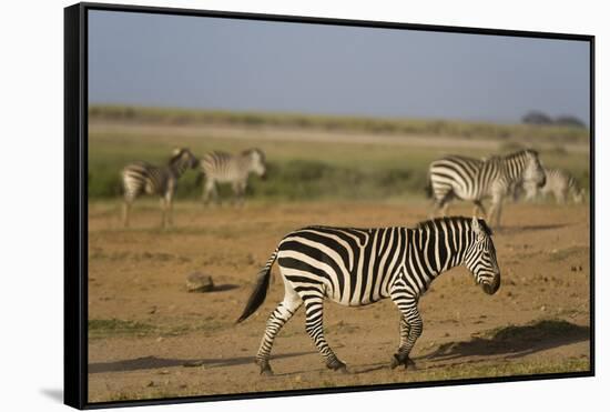 Common zebras, Amboseli National Park, Kenya.-Sergio Pitamitz-Framed Stretched Canvas