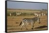 Common zebras, Amboseli National Park, Kenya.-Sergio Pitamitz-Framed Stretched Canvas