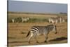 Common zebras, Amboseli National Park, Kenya.-Sergio Pitamitz-Stretched Canvas