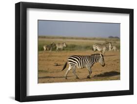 Common zebras, Amboseli National Park, Kenya.-Sergio Pitamitz-Framed Photographic Print