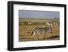 Common zebras, Amboseli National Park, Kenya.-Sergio Pitamitz-Framed Photographic Print