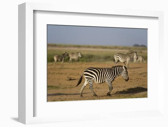 Common zebras, Amboseli National Park, Kenya.-Sergio Pitamitz-Framed Photographic Print