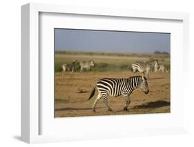 Common zebras, Amboseli National Park, Kenya.-Sergio Pitamitz-Framed Photographic Print