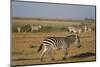 Common zebras, Amboseli National Park, Kenya.-Sergio Pitamitz-Mounted Photographic Print