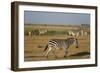 Common zebras, Amboseli National Park, Kenya.-Sergio Pitamitz-Framed Photographic Print