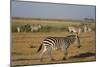 Common zebras, Amboseli National Park, Kenya.-Sergio Pitamitz-Mounted Photographic Print