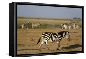 Common zebras, Amboseli National Park, Kenya.-Sergio Pitamitz-Framed Stretched Canvas